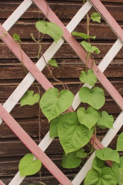 ahşap kafes yapraklarda