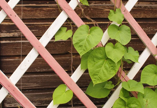 ahşap kafes yapraklarda