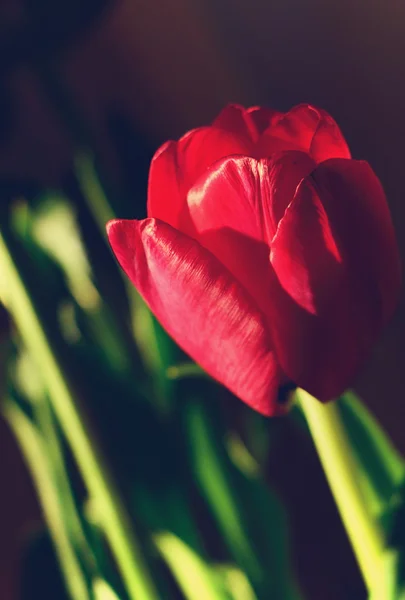 Vintage bonito roxo tulipas coloridas — Fotografia de Stock