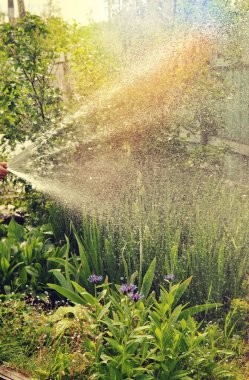 Bahçedeki bitkileri sularken