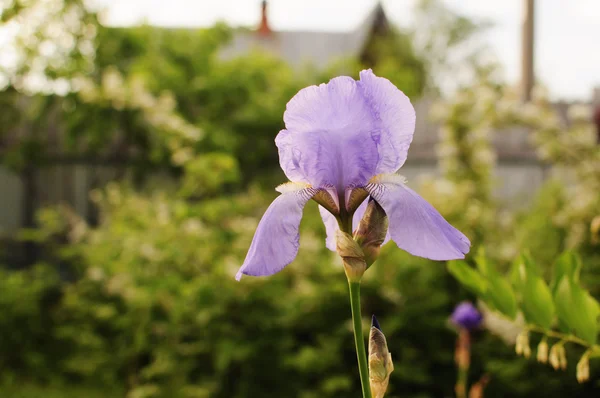 Iris in a garden — Stock Photo, Image