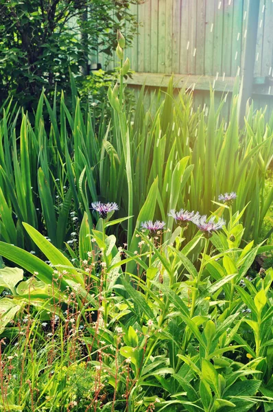 Bahçedeki bitkileri sularken