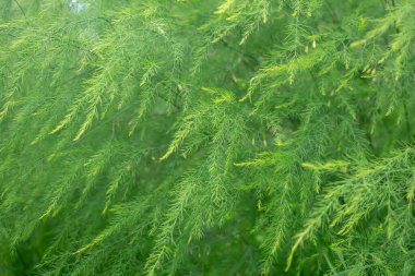 Yeşil soyut doğal arkaplan. Yakın çekim yap. Arkaplan, duvar kağıdı.