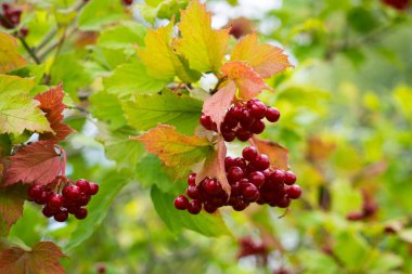 Viburnum sıradan. Renkli yaprakların arka planında olgun kırmızı böğürtlenler. Sonbahar.