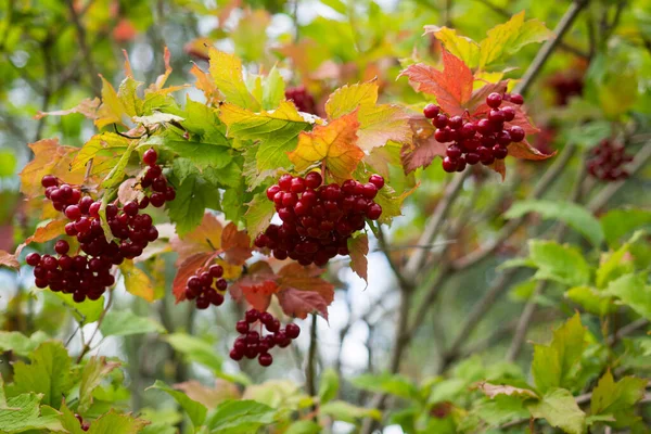 Gri ağaç kabuğu dokusu. - Yakın çekim. Duvar kağıdı için arkaplan.