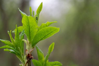 Bahar ormanında çiçek açan yeşil yapraklar. Makro. Boşluğu kopyala.