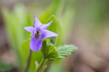 Yeşil yapraklardan oluşan bir arka planda mor çiçek yakın plan. Vahşi menekşe. Makro.