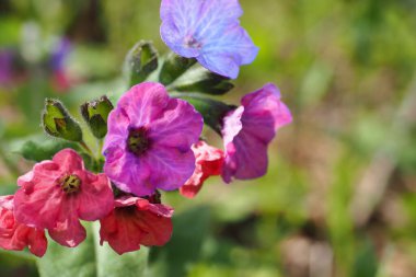 Ciğerotunun güzel çiçeği, yakın plan kırmızı ve mavi yapraklı. Yeşil çimenlerin üzerinde renkli bir tomurcuk. Bahar manzarası.
