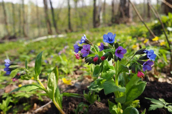 Spring Flowers Close Forest Glade Lungwort Landscape — Stock Photo, Image