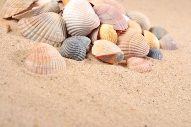 Bir kum deniz kabuklarını yakın çekim