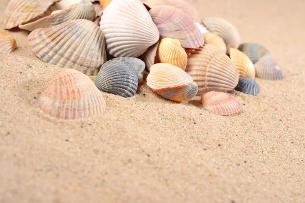 Seashells close-up in a sand — Stock Photo, Image