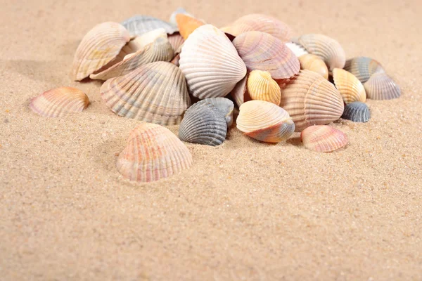 Seashells close-up in a sand — Stock Photo, Image