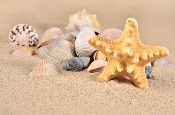 Estrella de mar y conchas de mar de cerca en una arena — Foto de Stock