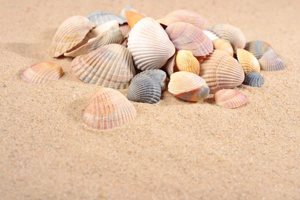 Seashells close-up in a sand Stock Picture