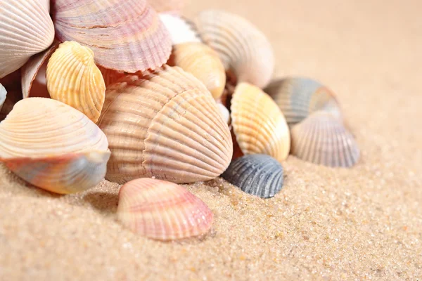 Seashells close-up in a sand Stock Image