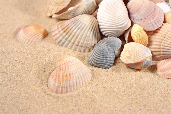 Seashells close-up in a sand Royalty Free Stock Images