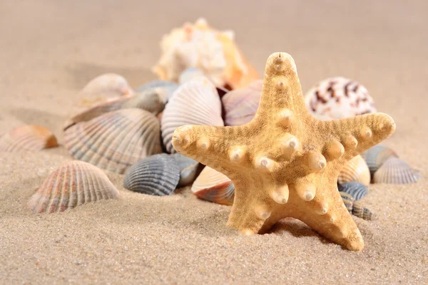 Estrella de mar y conchas de mar de cerca en una playa de arena — Foto de Stock