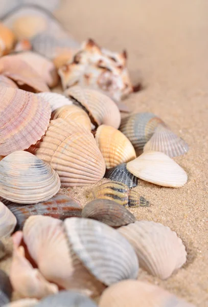 Tengeri kagylókból közelről a homok — Stock Fotó