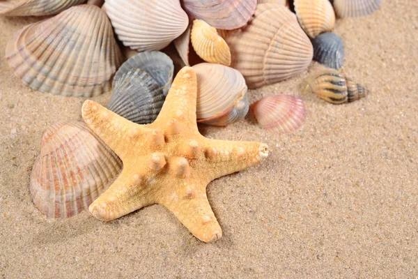 Starfish and seashells close-up in a sand — Stock Photo, Image