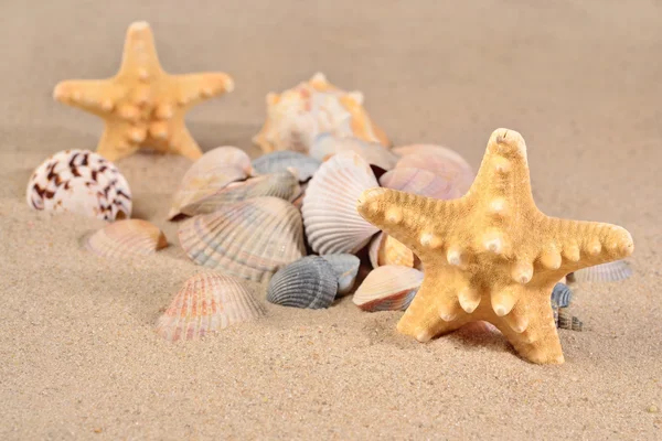 Starfishs and seashells close-up in a beach sand — Stock Photo, Image