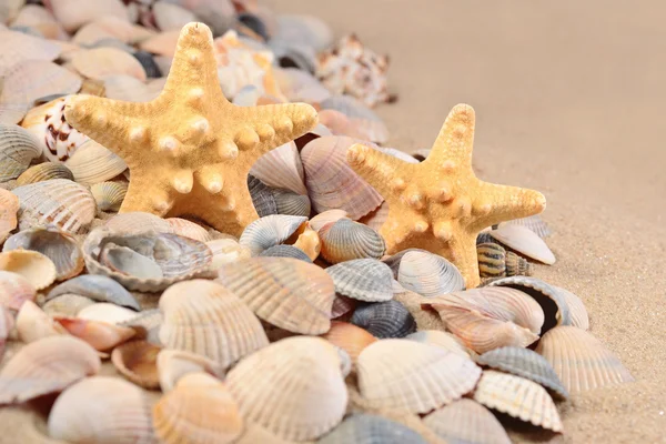 Starfishs y conchas marinas de cerca en una playa de arena — Foto de Stock