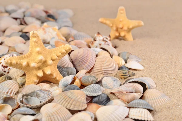 Starfishs y conchas marinas de cerca en una playa de arena — Foto de Stock