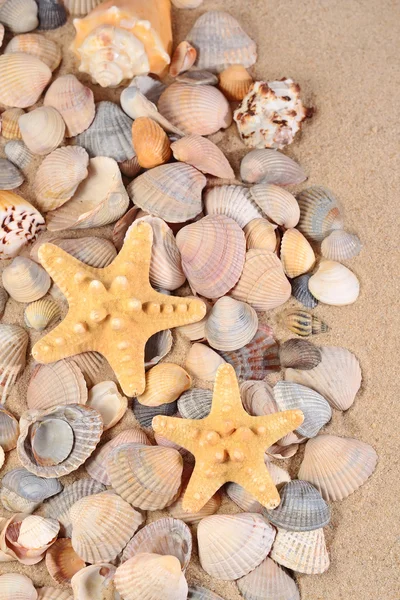 Starfishs y conchas marinas de cerca en una playa de arena — Foto de Stock