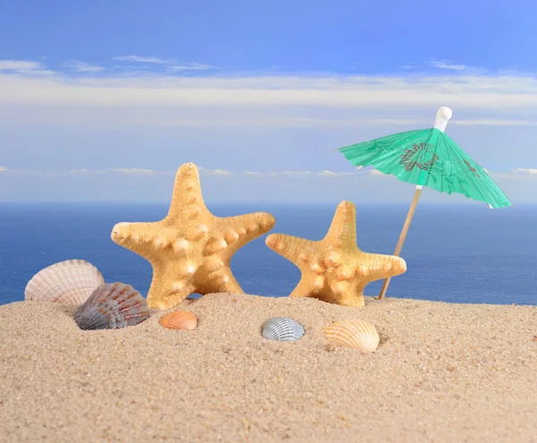 Seesterne und Muscheln in Nahaufnahme im Sand am Strand — Stockfoto