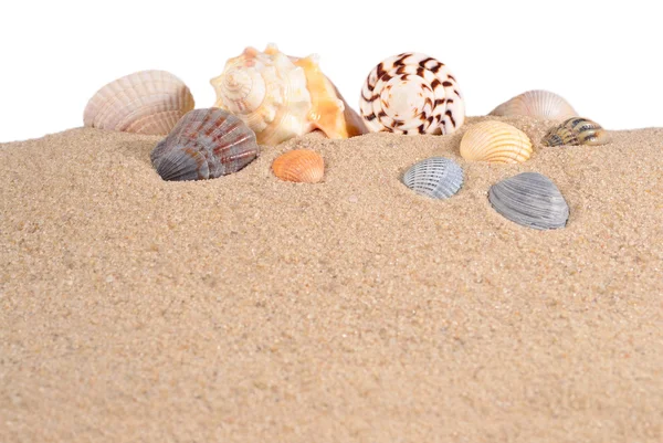 Seashell in beach sand on a white — Stock Photo, Image