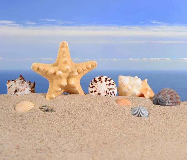 Starfish and seashells on a beach sand — Stock Photo, Image