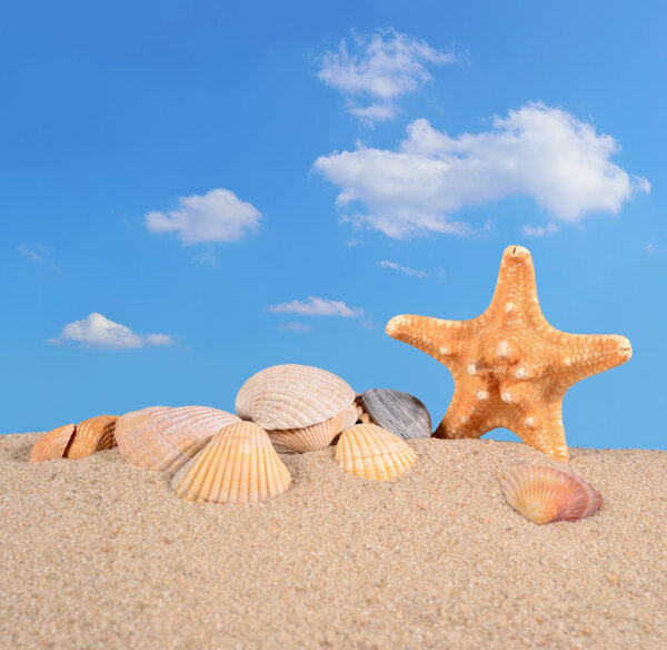 Морские звезды и ракушки на песке
