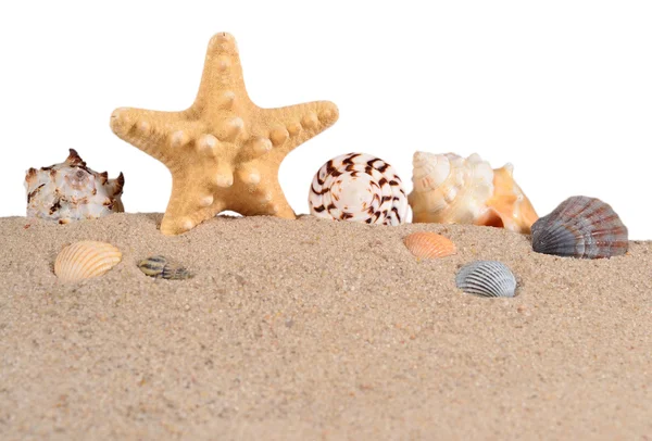 Starfish and seashells in a beach sand on a white — Stock Photo, Image