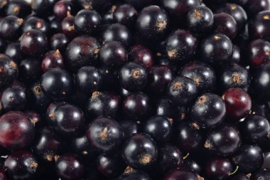 taze Siyah frenk üzümü yakın çekim