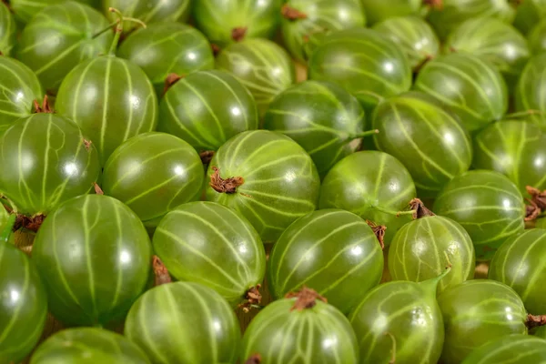 Färska gröna krusbär som närbild som bakgrund — Stockfoto