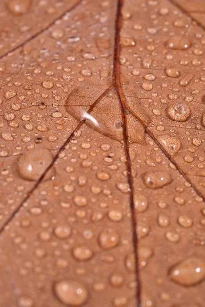 Suchý list s vodou kapky — Stock fotografie