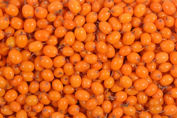 Seabuckthorn as background texture — Stock Photo, Image