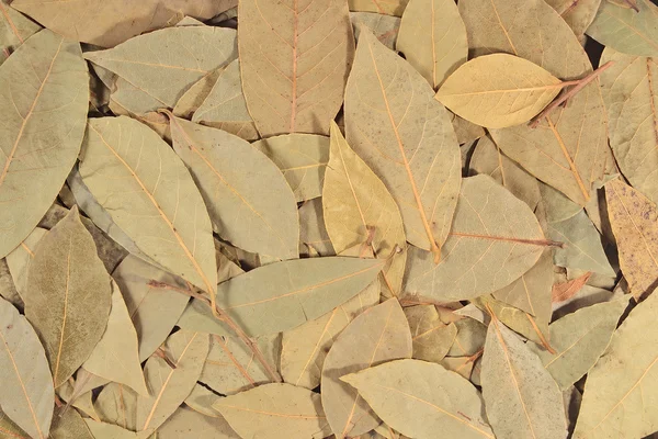 Dry bay laurel leaves  background — Stock Photo, Image