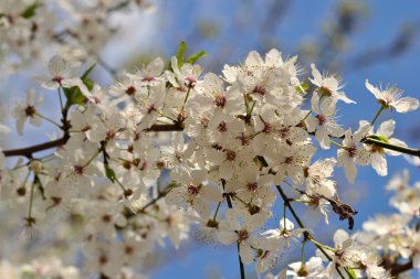 Bahar bahçe çiçek çiçeklenme kiraz ağaçları 
