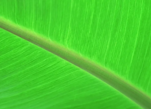 Fresh green banana leaf background — Stock Photo, Image