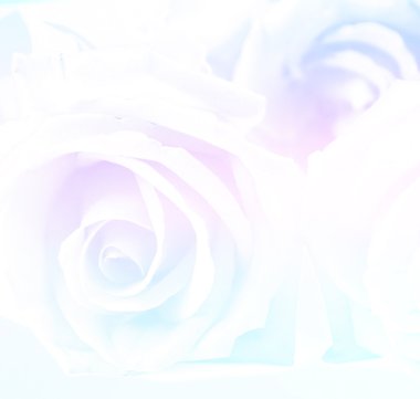 Mavi tonu gül soluk arka plan.