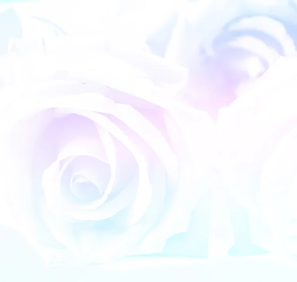 Faded background of blue tone roses. — Stock Photo, Image