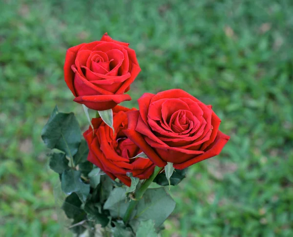 Red rose as a natural and holidays background — Stock Photo, Image