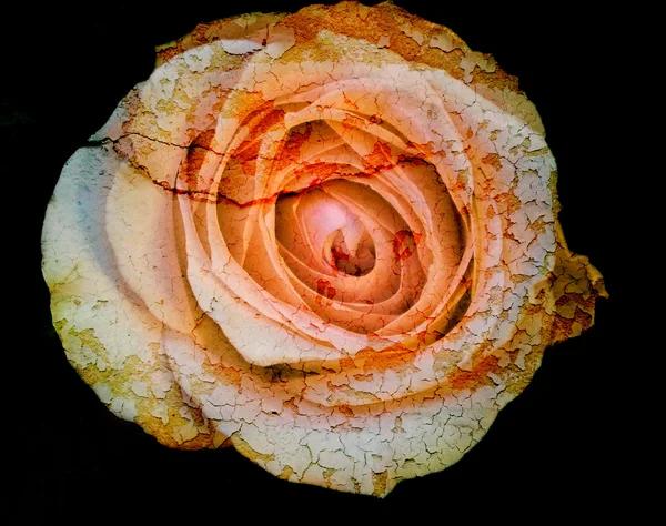 Rissige Blume, alte Rose, Kunst dunkler Ton — Stockfoto