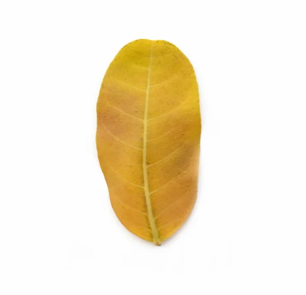 Žlutý podzimní list izolované na bílém pozadí — Stock fotografie