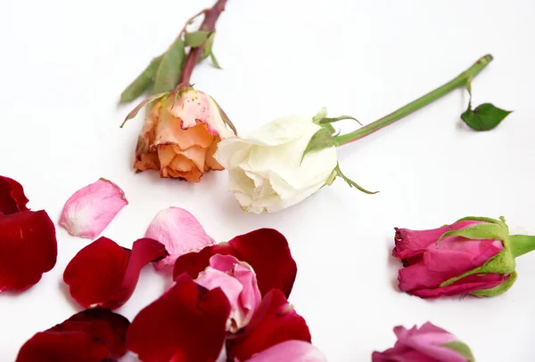 Surtido de rosas y pétalos sobre fondo blanco — Foto de Stock