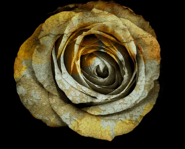 Flor agrietada de oro, rosa vieja, tono oscuro del arte. (Rosa mágica ) — Foto de Stock