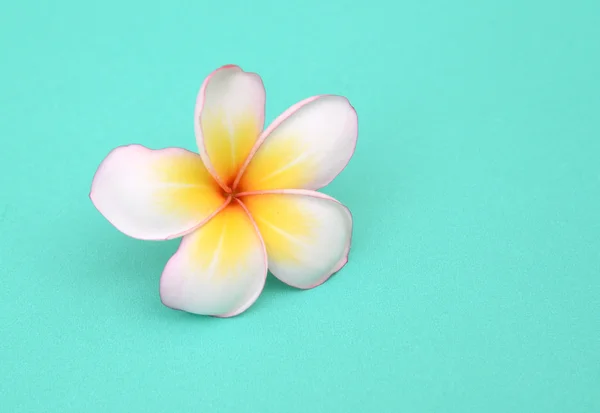 Beautiful white plumeria rubra flower on green background — Stock Photo, Image