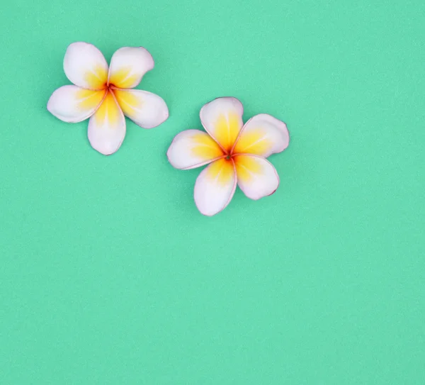 Concepto de verano: flores blancas sobre fondo azul (Plumeria ) —  Fotos de Stock