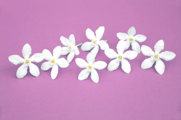 Pequeñas flores blancas sobre fondo púrpura (concepto de verano ) —  Fotos de Stock