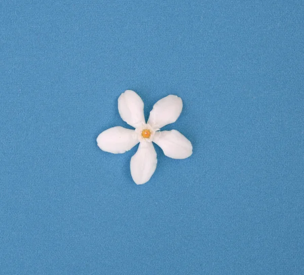 Esqueça-me não, pequena flor branca no fundo azul — Fotografia de Stock